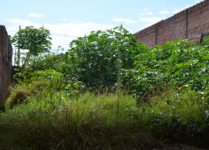 proprietarios-de-terrenos-sao-notificados-para-limpeza-em-artur-nogueira-correio-nogueirense