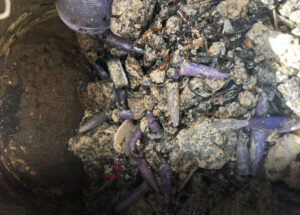 saean-alerta-sobre-descarte-irregular-na-lagoa-dos-passaros-e-anuncia-medidas-de-fiscalizacao-correio-nogueirense