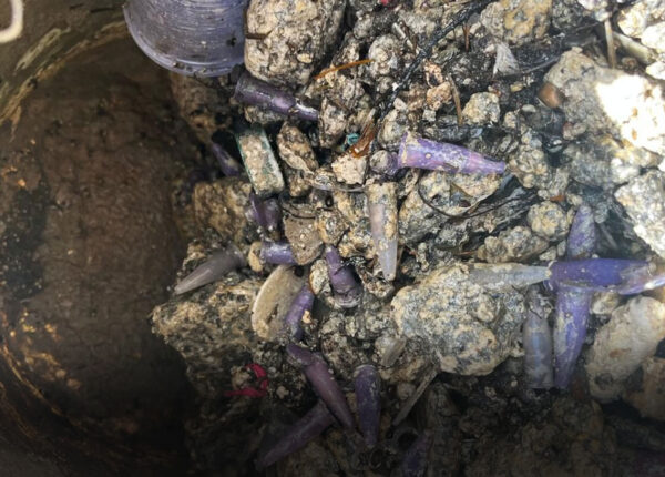 saean-alerta-sobre-descarte-irregular-na-lagoa-dos-passaros-e-anuncia-medidas-de-fiscalizacao-correio-nogueirense