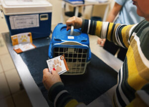 artur-nogueira-abre-agendamento-para-vacinacao-antirrabica-de-caes-e-gatos-correio-nogueirense