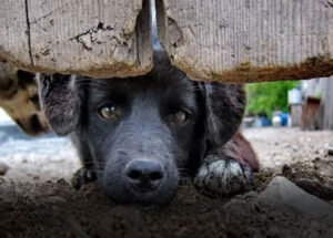 como-denunciar-maus-tratos-a-animais-a-policia-sem-sair-de-casa-correio-nogueirense