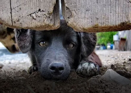 como-denunciar-maus-tratos-a-animais-a-policia-sem-sair-de-casa-correio-nogueirense