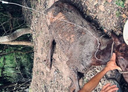 egua-e-salva-apos-ficar-presa-em-brejo-na-zona-rural-de-artur-nogueira-correio-nogueirense