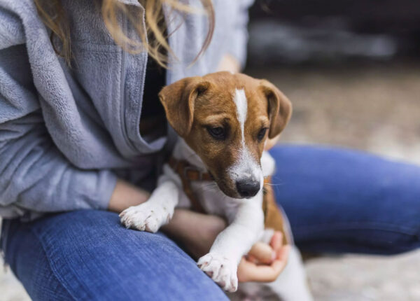 lei-define-guarda-compartilhada-de-pets-veja-detalhes-correio-nogueirense