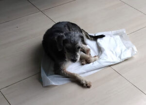 ajude-snoopy-a-voltar-para-casa-familia-procura-por-cachorro-desaparecido-correio-nogueirense