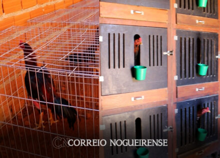 forcas-policiais-fecham-arena-de-rinha-de-galos-e-apreendem-52-animais-em-cosmopolis-correio-nogueirense