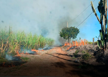 incendio-de-grandes-proporcoes-atingiu-vegetacao-as-margens-da-sp-133-em-cosmopolis-correio-nogueirense