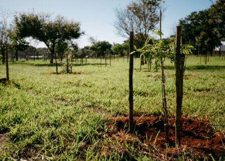 saean-ambiental-planta-mais-de-100-mudas-de-arvores-nativas-e-reforca-compromisso-com-o-meio-ambiente-correio-nogueirense-capa