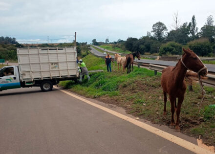 tres-cavalos-sao-capturados-as-margens-da-rodovia-zeferino-vaz-correio-nogueirense
