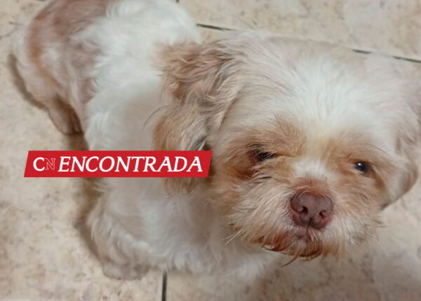 apos-publicacao-do-correio-nogueirense-cachorrinha-quiara-e-encontrada-em-artur-nogueira-correio-nogueirense