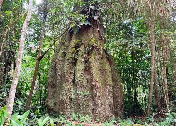 lista-das-especies-da-flora-ameacadas-de-extincao-e-atualizada-correio-nogueirense